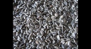 DBS Vogelvoer - Zonnebloempitten - Tuinvogelvoer - ongepeld - 20kg