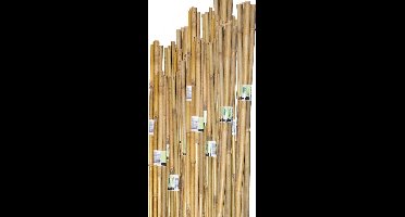 Meuwissen Agro Tonkinstokken - Bamboestokken - Plantensteunen - 6-8 mm - 60 cm - 10 stuks