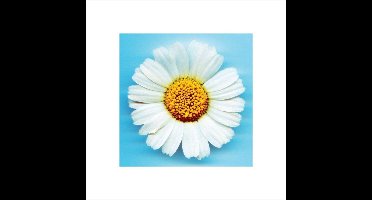 Kunstdruk Big Daisy 40x40cm