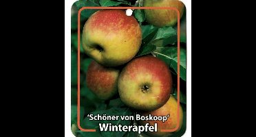 Oosterik home - Malus Domestica Schoner von Boskoop