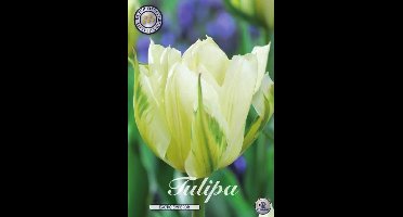 Exotic Emperor Fosteriana Tulpenbollen 10 stuks Bolmaat 12+