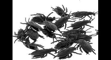 ATOSA - 12 zwarte kakkerlakken