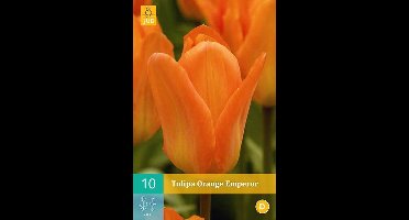 Tulipa Orange Emperor - Fosteriana tulp - set van 10 stuks