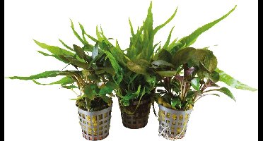 BIOART 3 Stuks Combi-pack 2