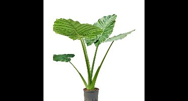 Hydroplant Alocasia Macrorrhizos