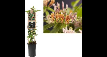 Klimplant Lonicera henryi - Roze Kamperfoelie