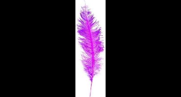 Witbaard Struisveer 50-60 Cm Fuchsia