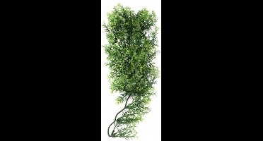 ZooMed - naturalistic flora - Australian maple - medium - terrariumplant