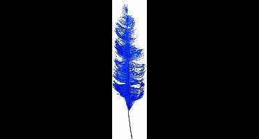 Witbaard Struisveer 50-60 Cm Blauw