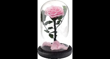 Grote roos in stolp - roze