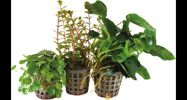 BIOART 3 Stuks Combi-pack 3