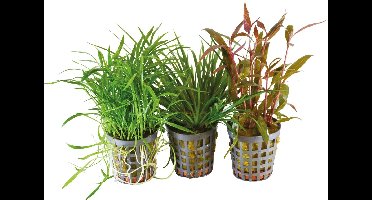 AP-BIOART COMBI PACK ONE 3 POTTEN