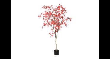 Decostar Countryfield Acer L rood