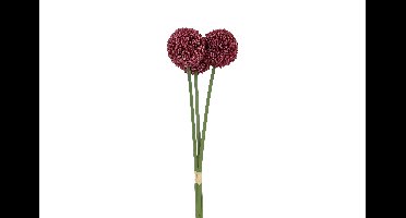 Decostar Countryfield Allium*3 fuchsia