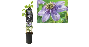 Klimplant Clematis Blue Light - Blauwe Bosrank