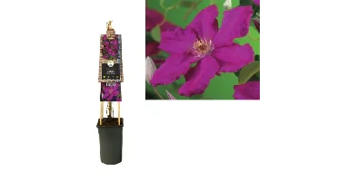 Klimplant Clematis Ernest Markham - Rode Bosrank