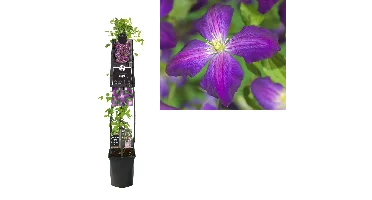 Klimplant Clematis Jackmanii Purpurea - Paarse Bosrank 120cm