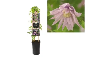 Klimplant Clematis macr. Markham - Roze Bosrank