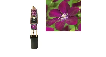 Klimplant Clematis Rouge Cardinal - Rode Bosrank