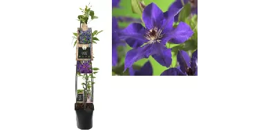 Klimplant Clematis The President - Paarse Bosrank 120cm