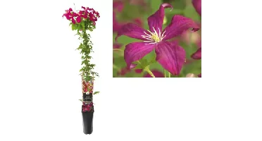 Klimplant Clematis vit. Madame Julia Correvon - Rode Bosrank
