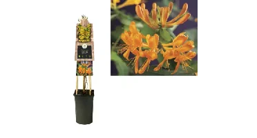 Klimplant Lonicera tellmanniana - Oranje gele Kamperfoelie