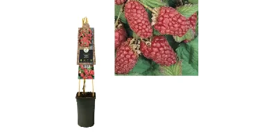 Klimplant Rubus Loganberry - Rode Bramen