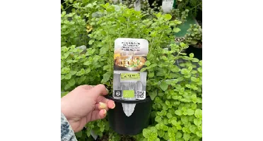 Puur kruiden Wilde Oregano