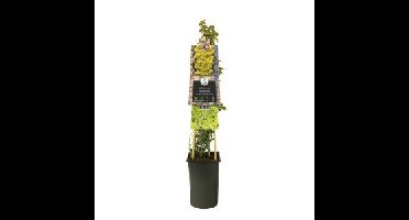 Kleinbladige Kardinaalsmuts (Euonymus fortunei "Emerald 'n Gold") klimplant