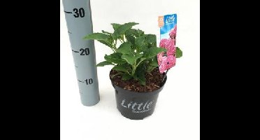 Hydrangea Macrophylla "XS Little Pink" boerenhortensia